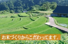 酒粕/お米の棚田