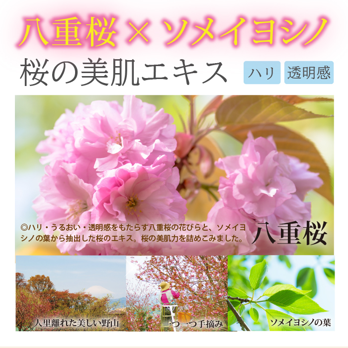八重桜×ソメイヨシノ