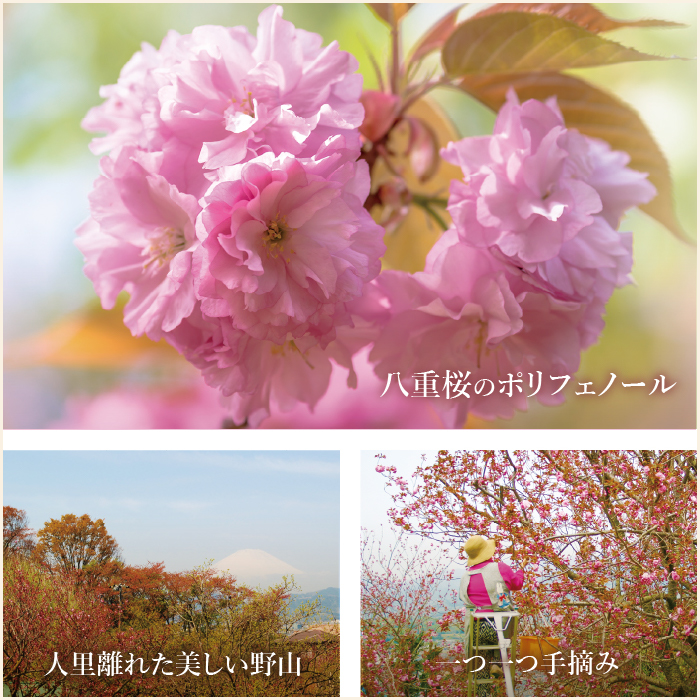 八重桜のポリフェノール